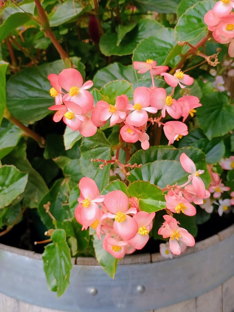 BabyWing Pink Begonia