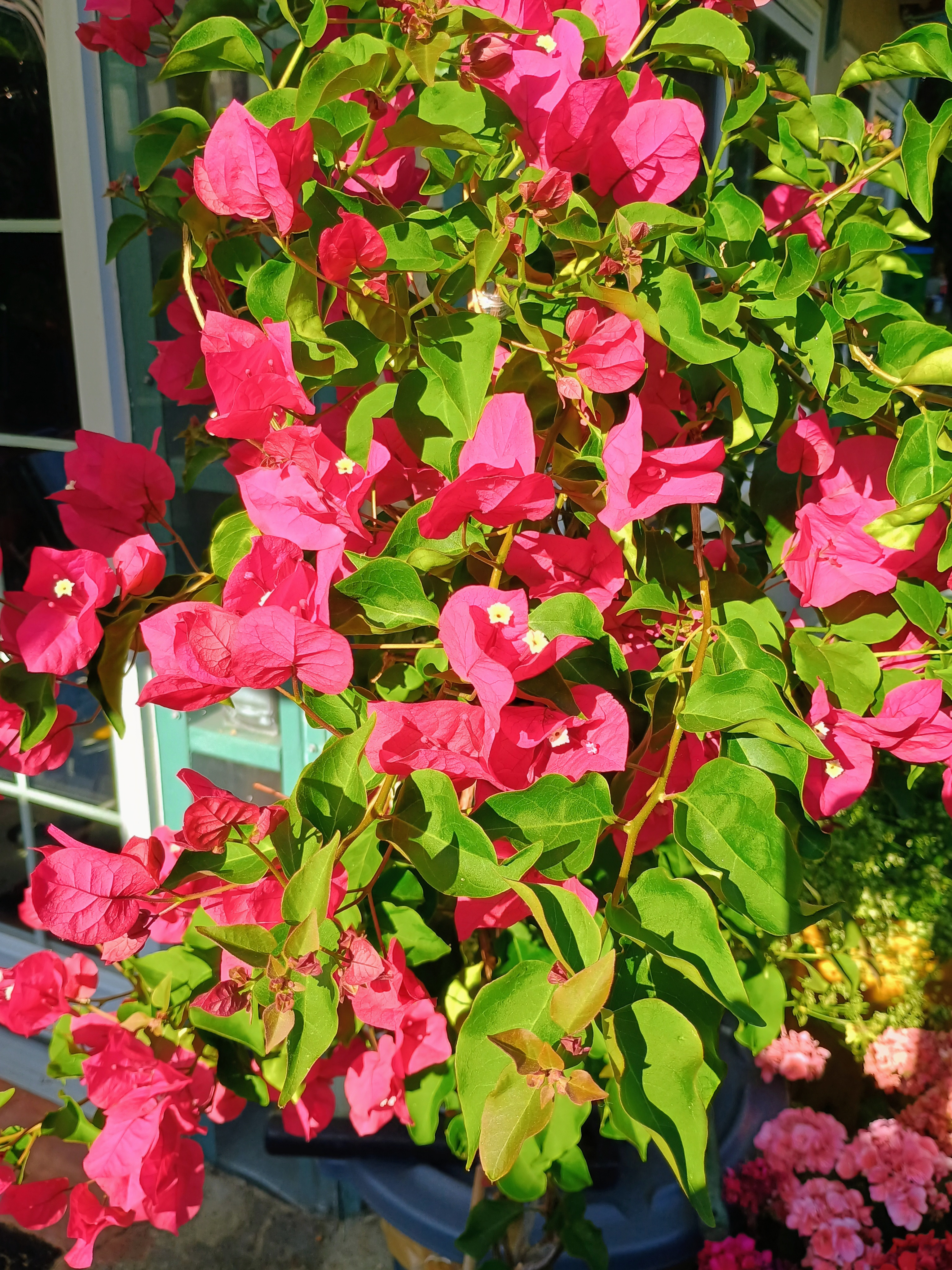  Barbara Karst Bougainvillea 