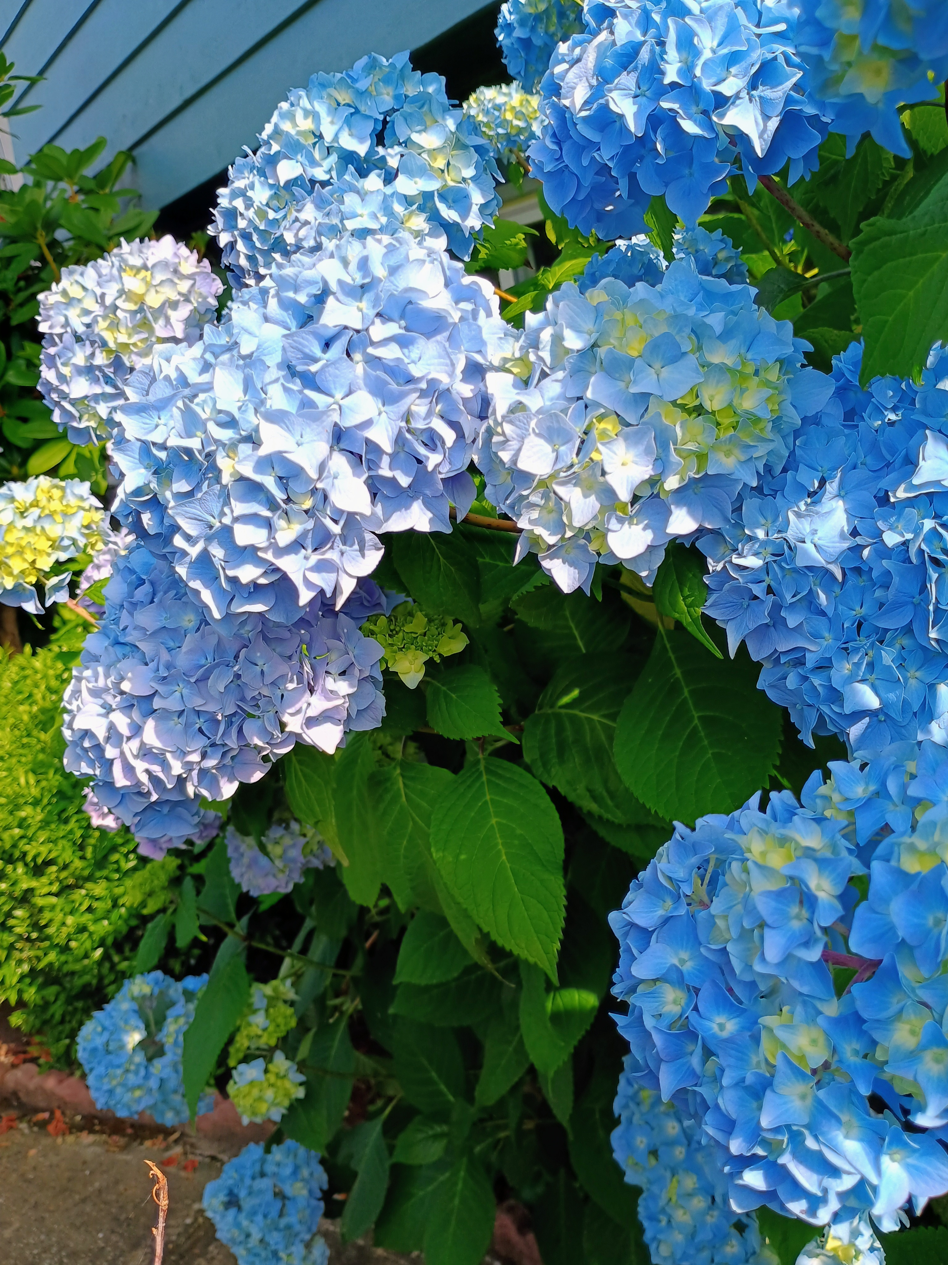 Hydrangea macrophylla