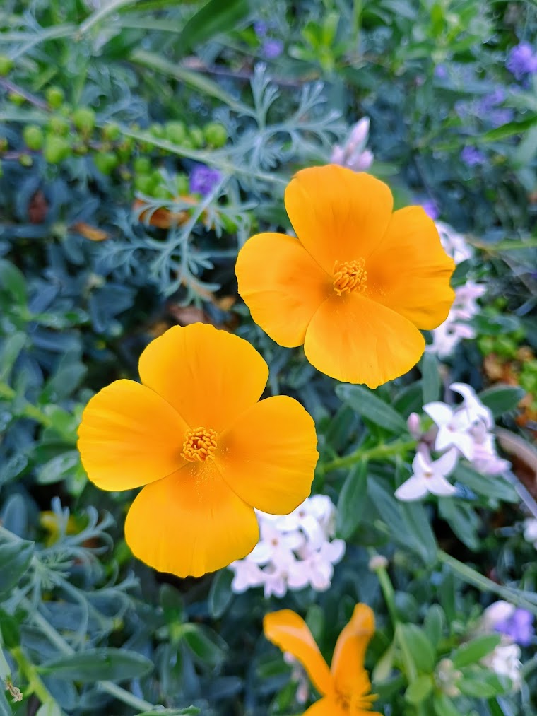 Eschscholzia californica