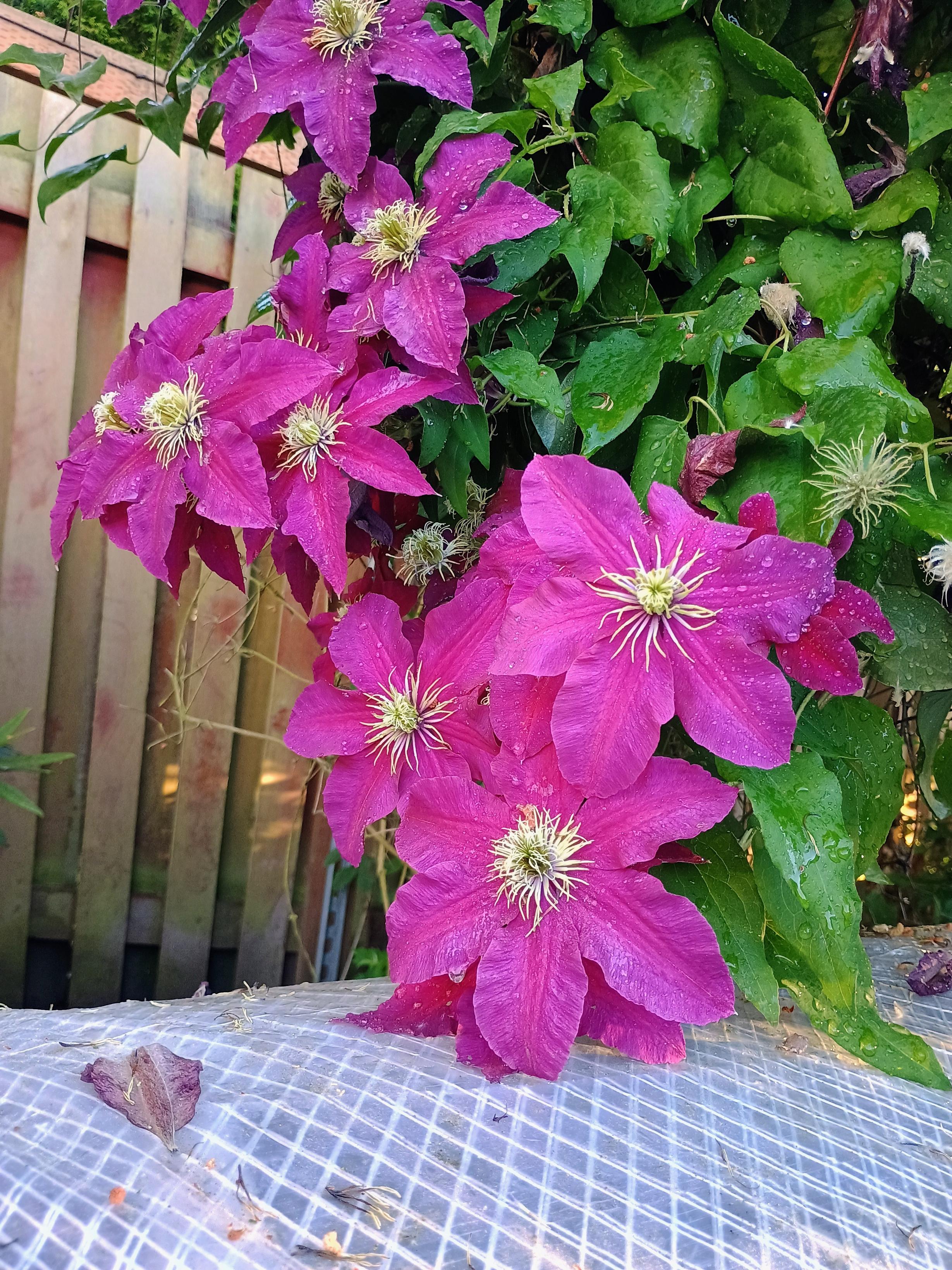Clematis Huvi