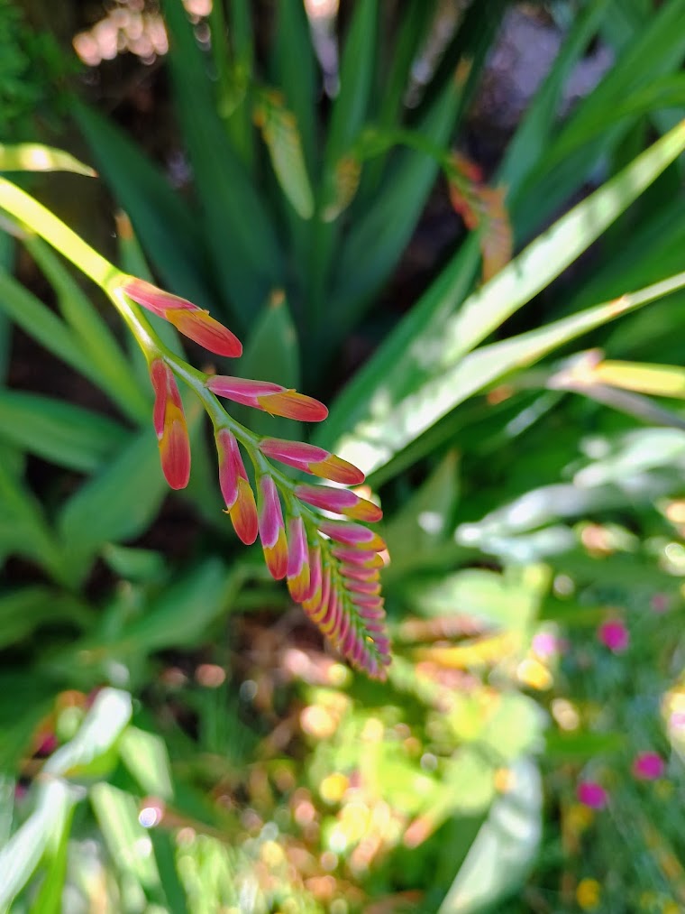 Crocosmia