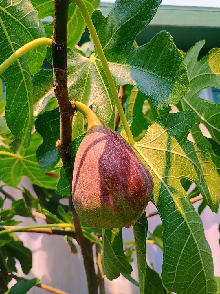 Mission fig