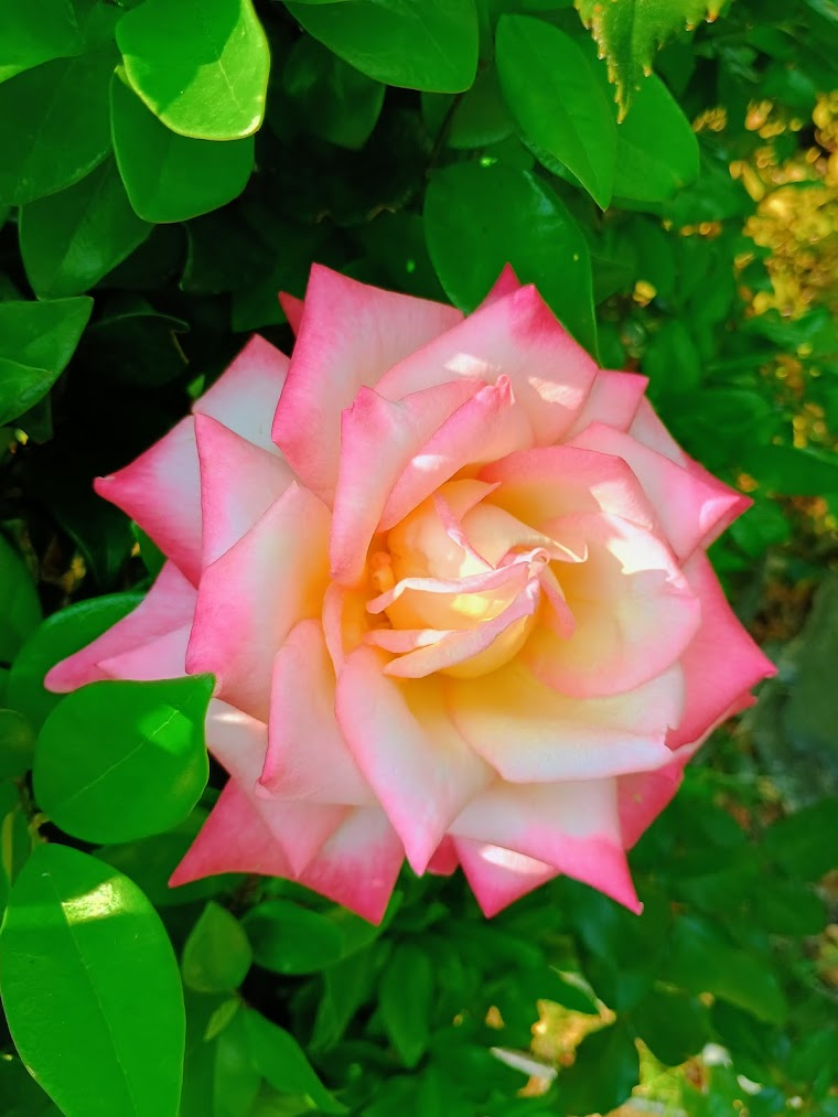 Peace Hybrid Tea Rose