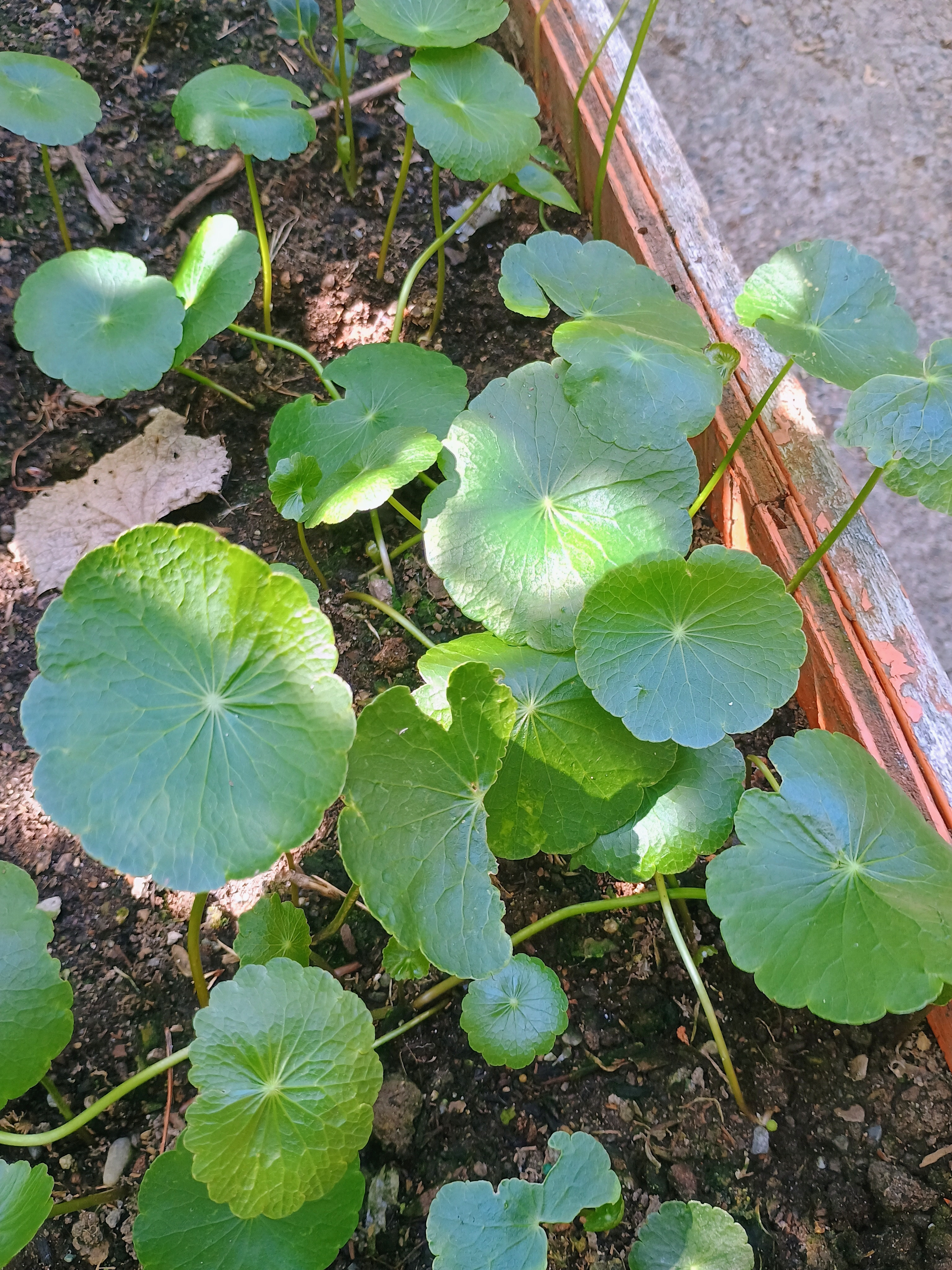 Pennywort