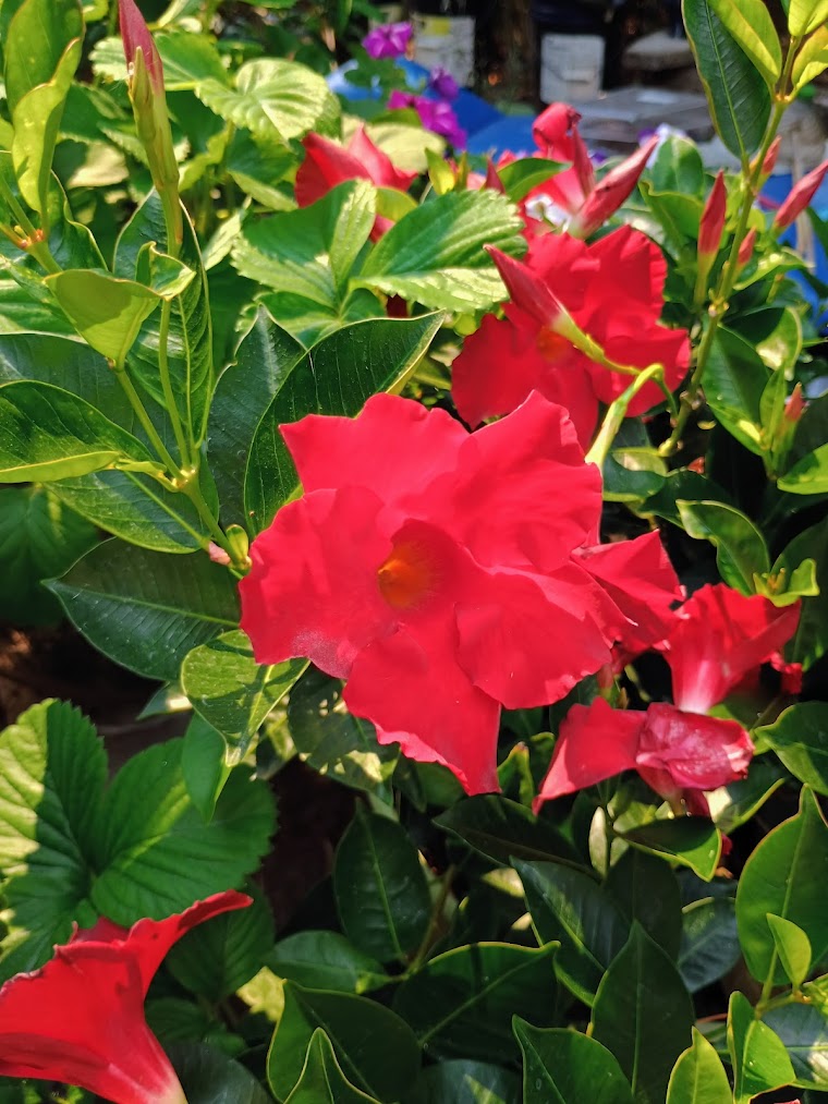 Red mandevilla