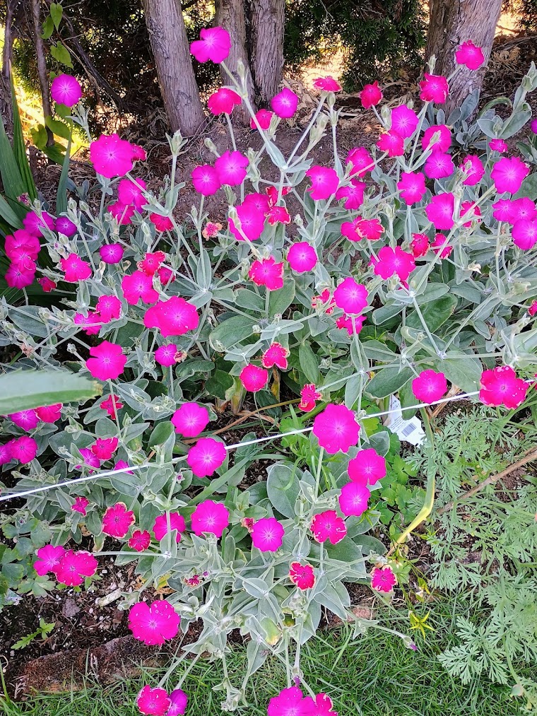 Lychnis coronaria