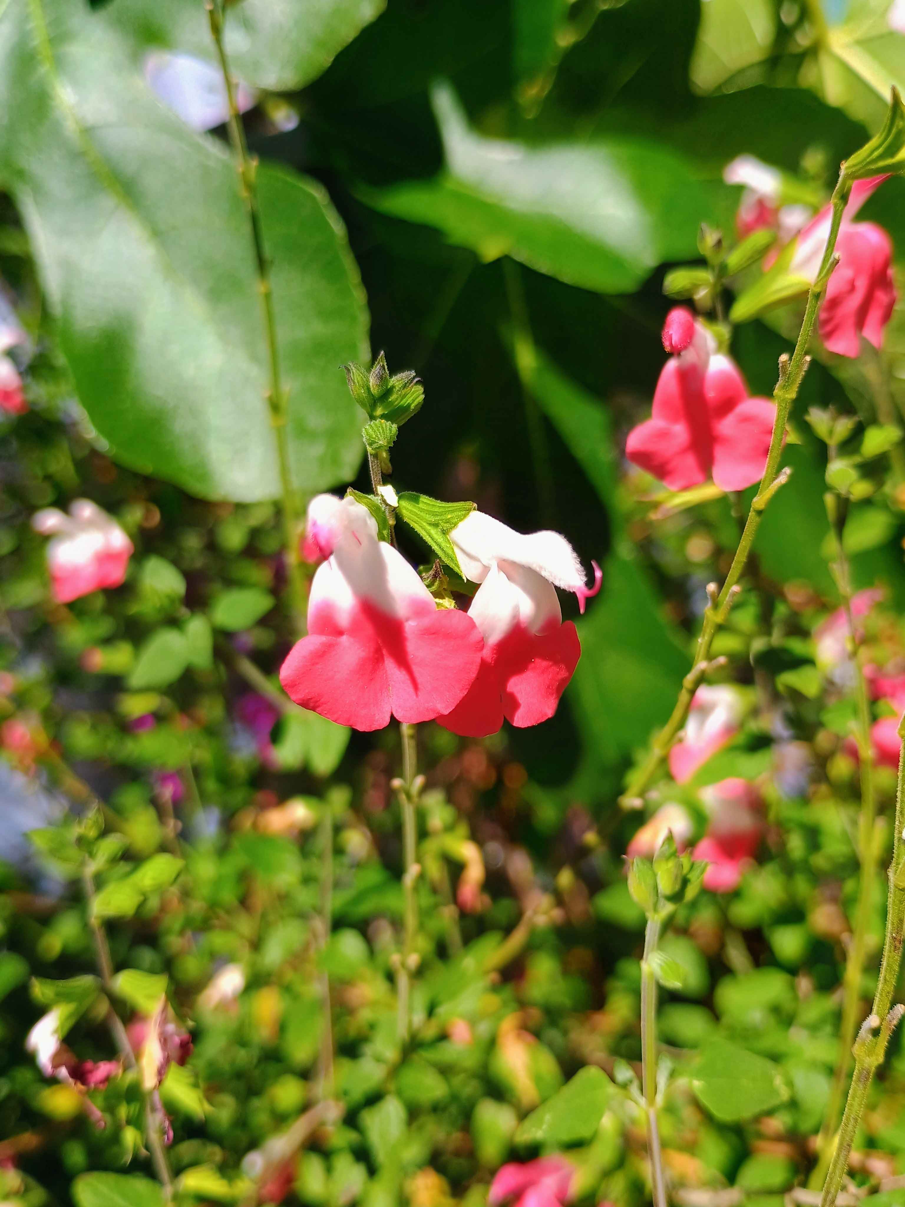 Salvia microphylla