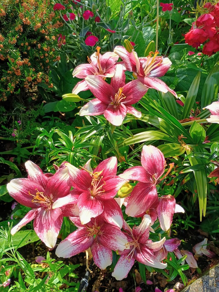 Stargazer Lily